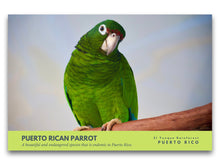 Load image into Gallery viewer, Puerto Rican Parrot Postcard